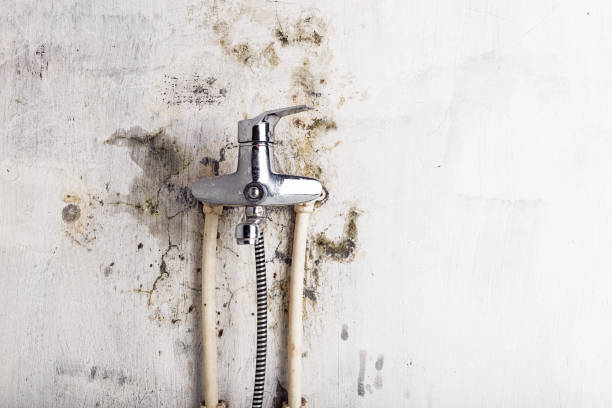 Best Certified Mold Removal  in Castalia, OH