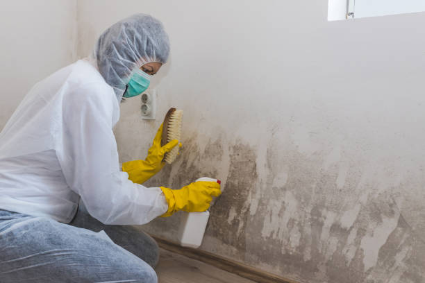 Best Attic Mold Removal  in Castalia, OH