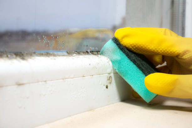 Best Local Mold Removal Service  in Castalia, OH