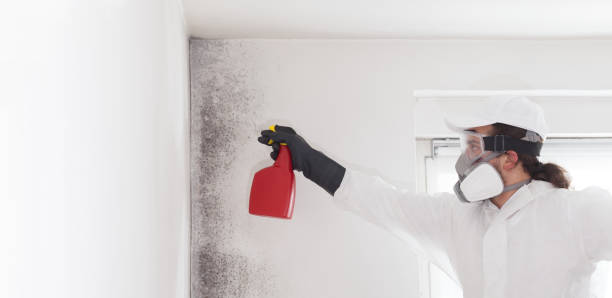 Best Same-Day Mold Removal  in Castalia, OH