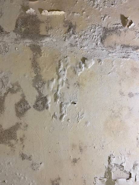 Best Office Mold Removal Services  in Castalia, OH
