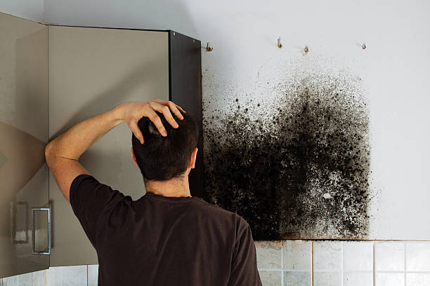 Best Black Mold Removal  in Castalia, OH