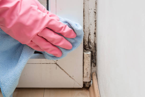 Best Affordable Mold Removal  in Castalia, OH