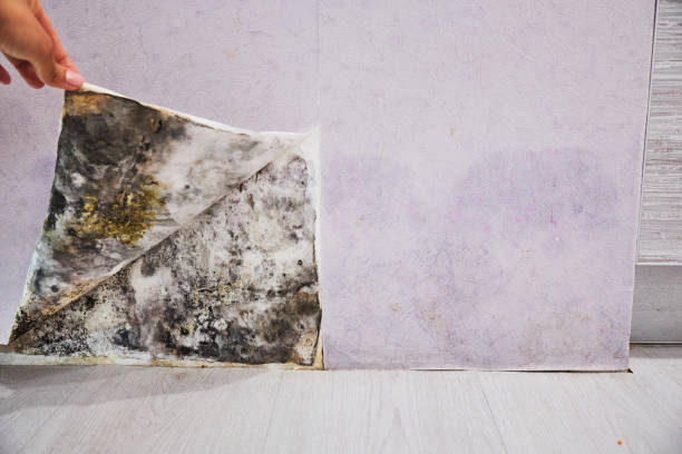 Best Home Mold Removal  in Castalia, OH